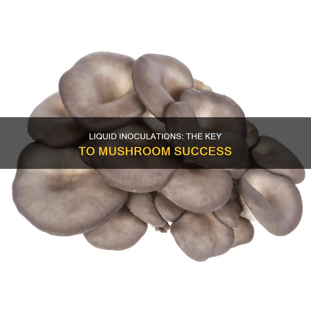 what needed liquid inoculations mushroom