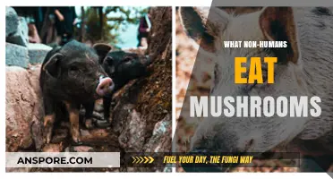 Exploring Mushroom Consumption: Which Non-Human Species Feast on Fungi?