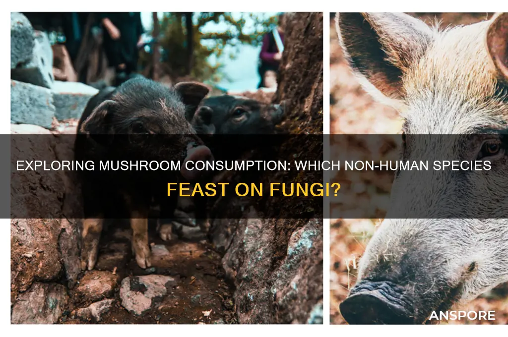 what non-humans eat mushrooms