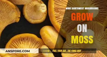 Moss-Loving Mushrooms: Discovering Northwest Species Thriving on Moss Beds