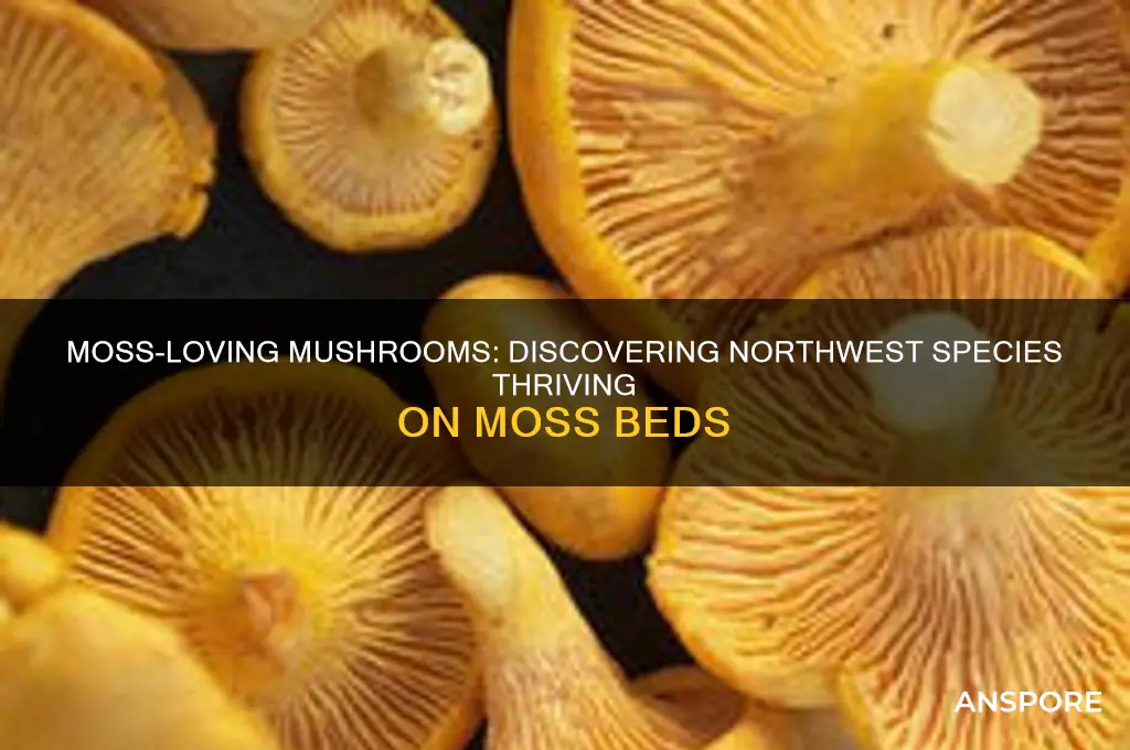 what northwest mushrooms grow on moss