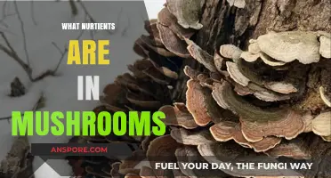 Mushrooms: Nutrient Powerhouses for Your Health