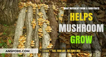 Unlocking Mushroom Growth: Key Substrate Nutrients for Optimal Cultivation
