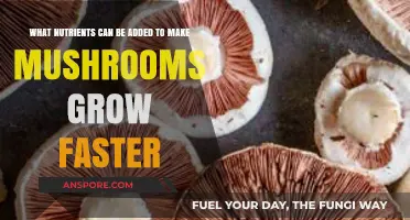 Boost Mushroom Growth: Essential Nutrients for Faster Cultivation Success