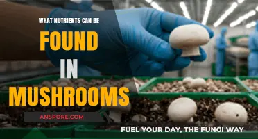 Mushrooms: Unveiling the Hidden Nutrient Powerhouses in Every Bite