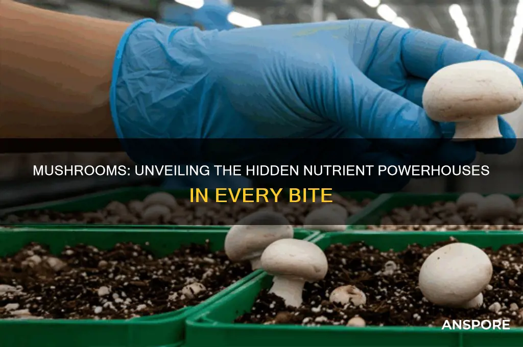 what nutrients can be found in mushrooms