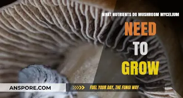 Essential Nutrients for Mushroom Mycelium Growth: A Comprehensive Guide