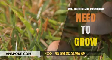 Essential Nutrients for Mushroom Growth: A Comprehensive Guide