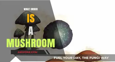 Mushrooms: A Kingdom of Their Own