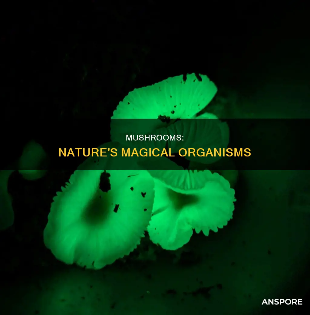 what organism is the mushroom