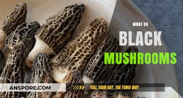 Black Mushrooms: A Foraging Guide
