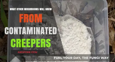 Contaminated Creepers: Unveiling Unexpected Mushroom Growth in Your Garden