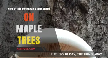 Best Oyster Mushroom Strains for Growing on Maple Trees