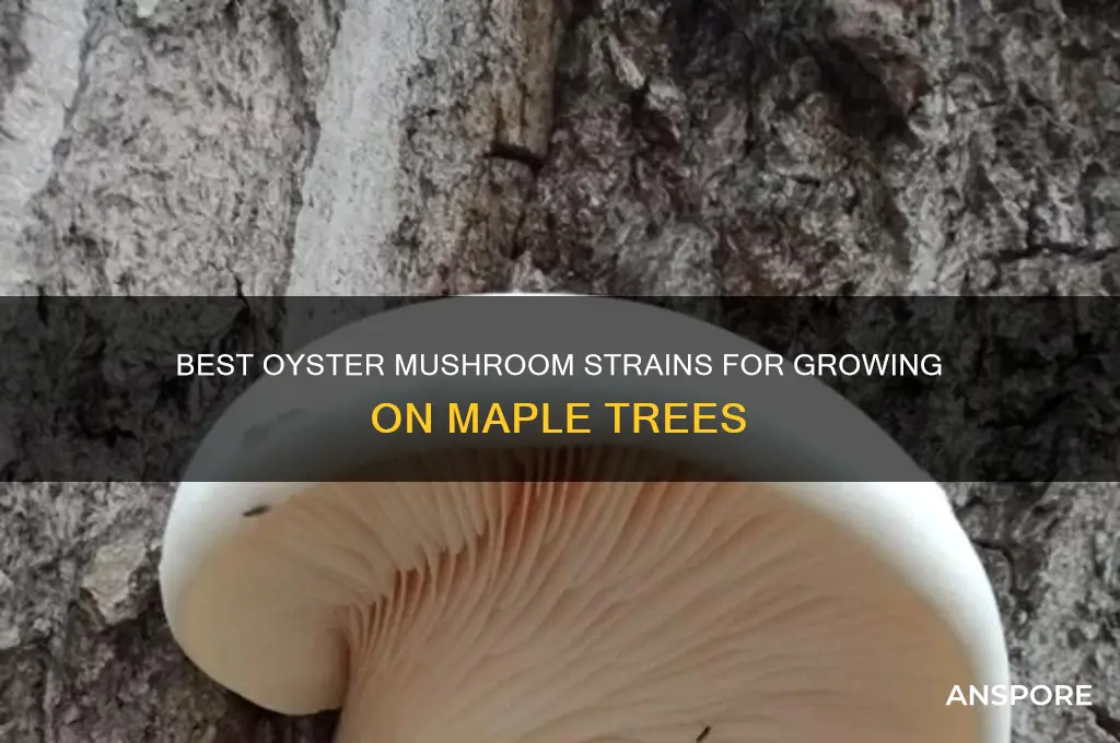what oyster mushroom strain grows on maple trees