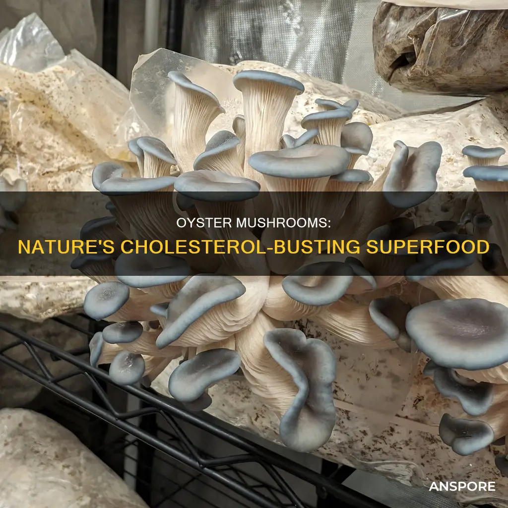 what oyster mushrooms reduce cholesterol