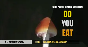 Which Part of a Magic Mushroom is Edible: A Comprehensive Guide