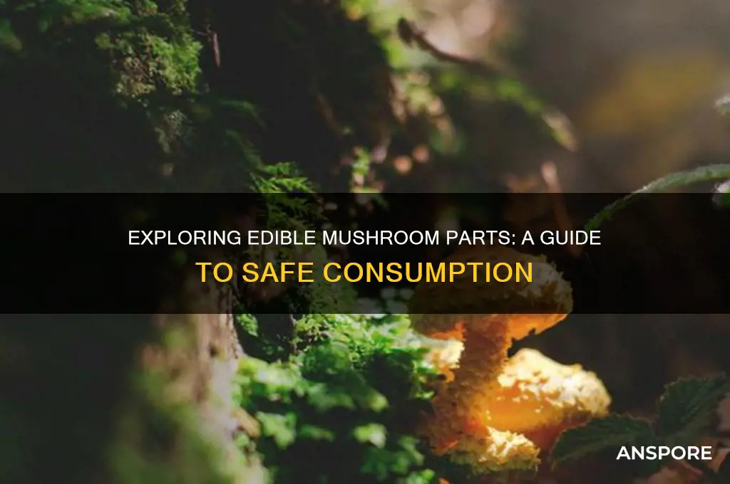 what part of a mushroom can you eat