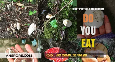 Exploring Edible Mushrooms: Which Parts Are Safe and Delicious to Eat?