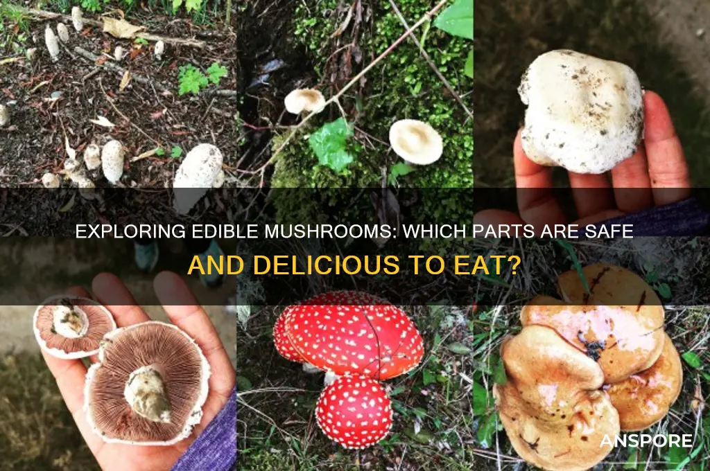 what part of a mushroom do you eat