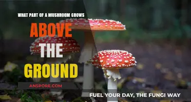 Unveiling the Mushroom's Fruiting Body: The Above-Ground Growth Explained