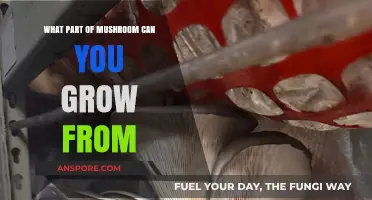 Growing Mushrooms: Which Parts Can You Cultivate at Home?