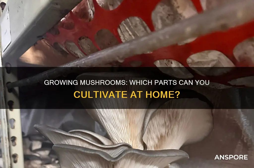 what part of mushroom can you grow from