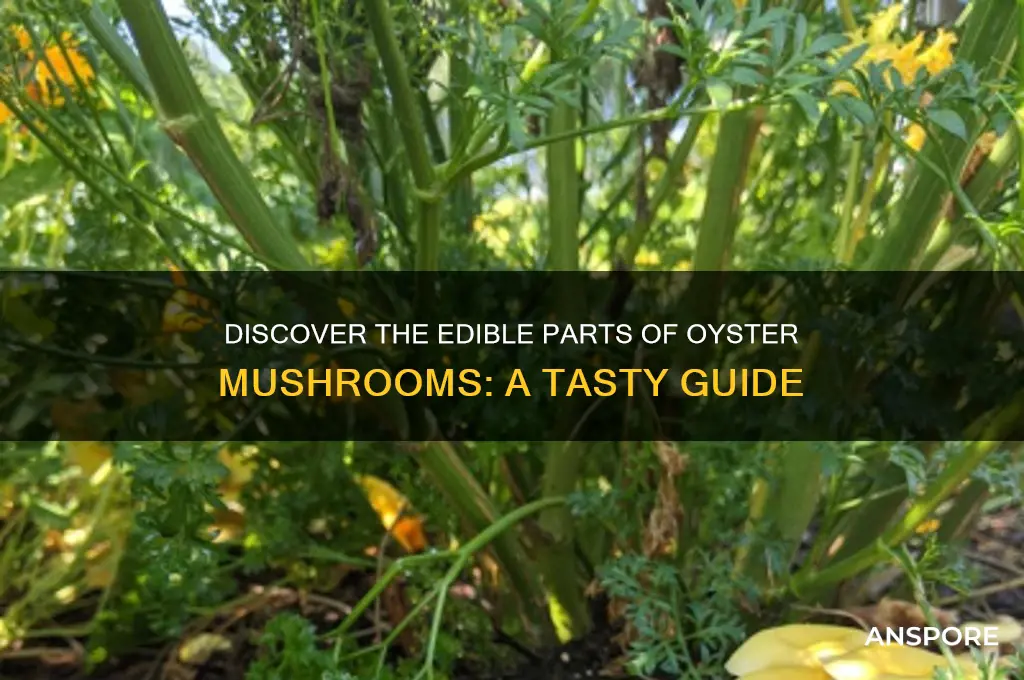 what part of oyster mushroom do you eat