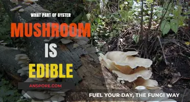 Discovering the Edible Parts of Oyster Mushrooms: A Tasty Guide