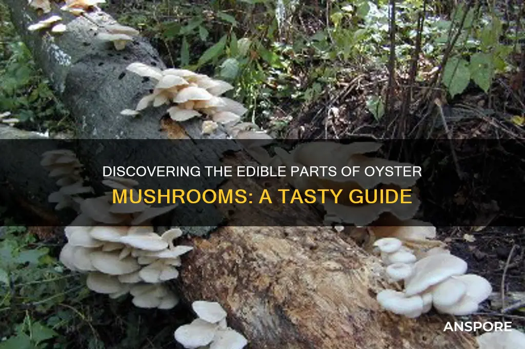 what part of oyster mushroom is edible