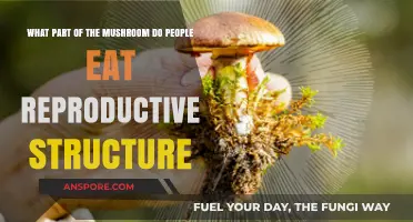 Exploring the Edible Mushroom: Understanding Its Reproductive Structure Consumption