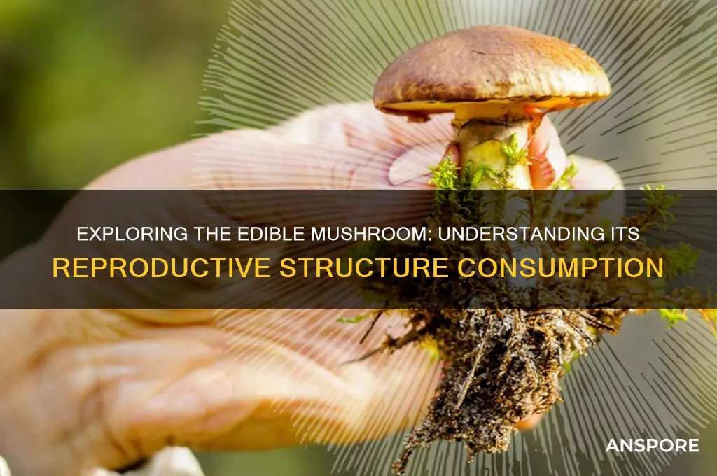 what part of the mushroom do people eat reproductive structure