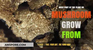 Where Do Mushrooms Grow? Unveiling Their Plant Connection and Origins