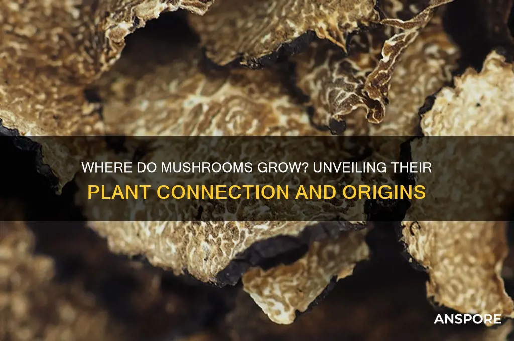 what part of the plant do mushrooms grow from