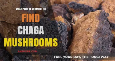 Where to Find Chaga Mushrooms in Vermont's Forests