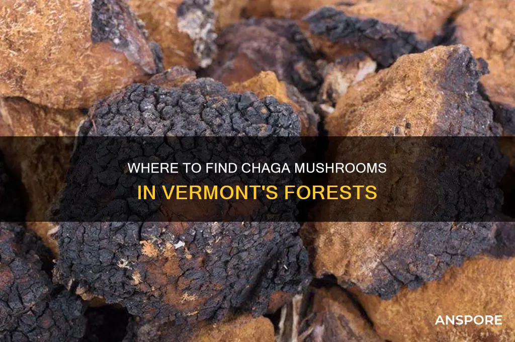 what part of vermont to find chaga mushrooms