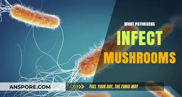 Mushrooms Under Attack: Understanding Pathogen Infections