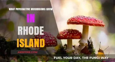 Exploring Rhode Island's Psychoactive Mushrooms: Species, Locations, and Safety Tips