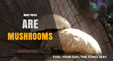 Mushrooms: A Diverse Kingdom of Fungi