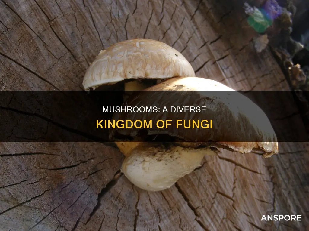 what phyla are mushrooms