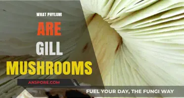 Gill Mushrooms: A Phylum Mystery