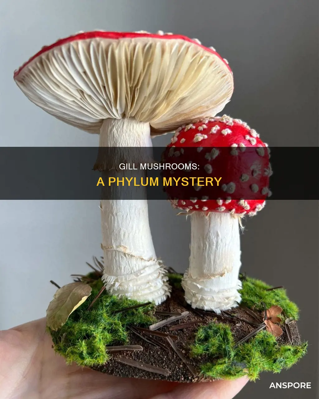 what phylum are gill mushrooms