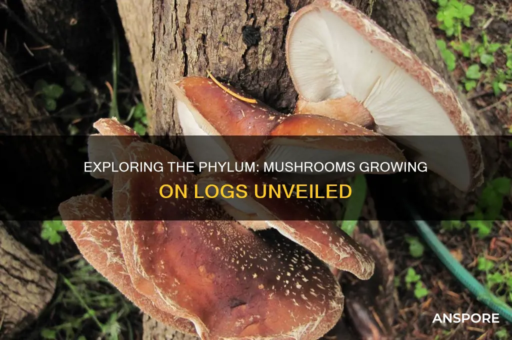 what phylum are mushroomas that grow on logs