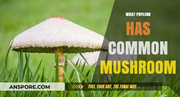 Mushrooms: Members of the Fungi Kingdom