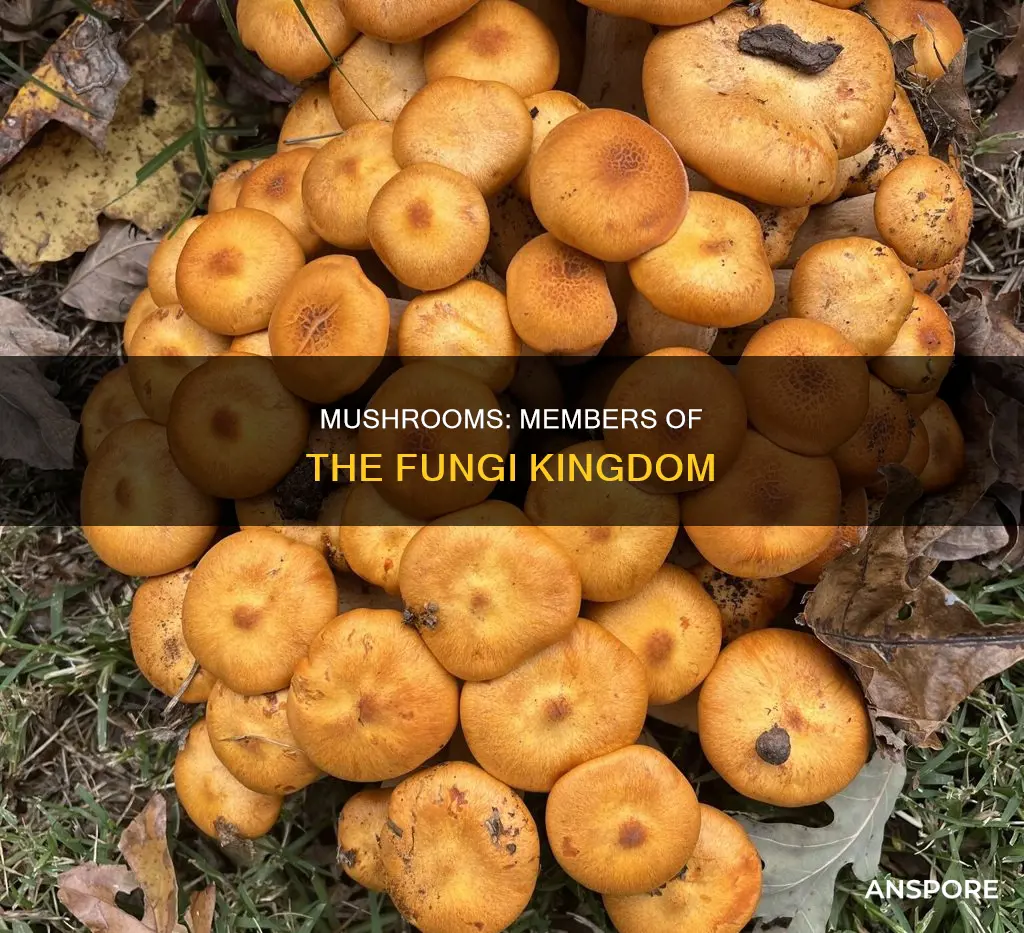 what phylum has common mushrooms