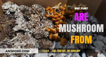 The Mysterious Origins of Mushrooms: Planetary Exploration