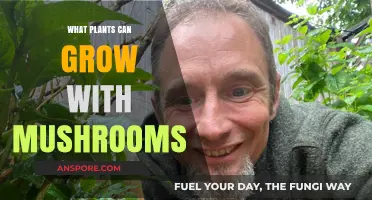 Mushroom Companions: Plants That Thrive Alongside Fungi in Your Garden