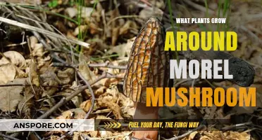 Discovering Morel Mushroom Companions: Plants That Thrive Alongside These Delicacies