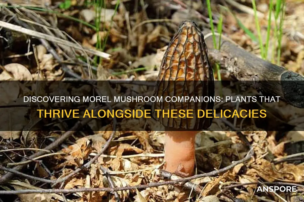 what plants grow around morel mushrooms