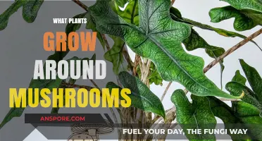 Mushroom Companions: Discovering Plants That Thrive Alongside Fungi in Nature