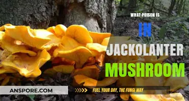 Jack-O'-Lantern Mushrooms: Unveiling the Toxic Truth Behind Their Glow